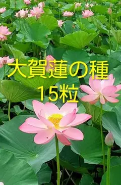 2025年最新】蓮の種の人気アイテム - メルカリ