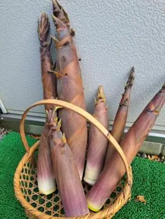 Yumiyumi　たけのこ破竹　広島県産 2025年最新】破竹 ハチクの人気アイテム - メルカリ