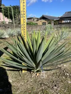 2025年最新】ユッカ グロリオサ キミガヨランの人気アイテム - メルカリ