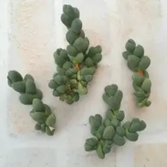 多肉植物レーマニー抜き苗6㎝ポット - メルカリ