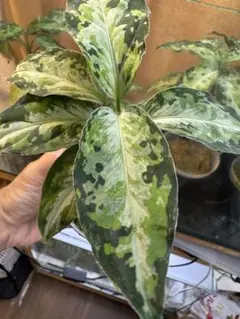 LA便 アグラオネマ ピクタム Aglaonema【LA0514-4T】 LA便 アグラオネマ ピクタム Aglaonema【LA0514-4T】 - メルカリ