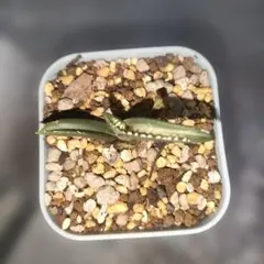 2025年最新】アガベ 狼人 錦の人気アイテム - メルカリ