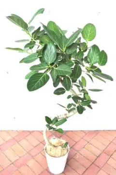 フィカス ウンベラータ 8号 143cm S-shaped tree form - メルカリ