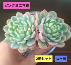 お纏め専用　多肉植物　❁︎ミニマ錦　未発根 ミニマ錦 – 多肉植物の通販・販売サイト tawawa