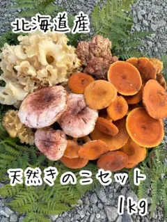 2025年最新】チチタケの人気アイテム - メルカリ