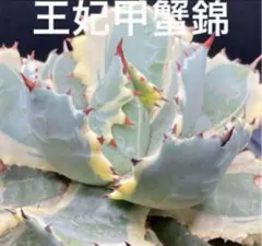 aty213様 リクエスト 3点 まとめ商品