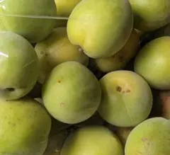 宮城県産生青梅　1Kg（期間限定販売 ）のサムネイル