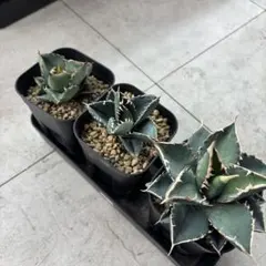 2025年最新】柊月 アガベの人気アイテム - メルカリ