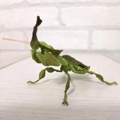 いきもの大図鑑　ミニコレクション02　ゴーストマンティス　緑