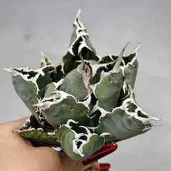 2025年最新】白豪刺 アガベの人気アイテム - メルカリ