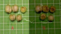 ホリ様 リクエスト 2点 まとめ商品