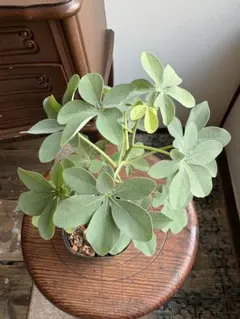 2025年最新】アデニア・グラウカの人気アイテム - メルカリ