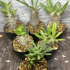 パキポディウム ビスピノーサム　巨大　低身まんまる　発根済み パキポディウム ビスピノーサム 【現地球/発根済み】HK2401316