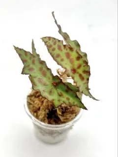 2025年最新】ベゴニア アンフィオクサスの人気アイテム - メルカリ