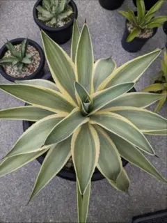 2026年最新】デスメティアーナの人気アイテム - メルカリ