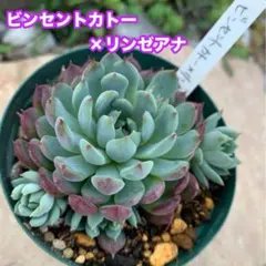 2025年最新】リンゼアナの人気アイテム - メルカリ