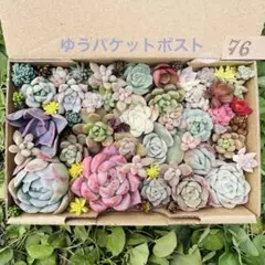 ✾76ちまちま寄せ植え　カット苗　多肉植物　寄せ植えセット　詰め合わせ　多種類苗