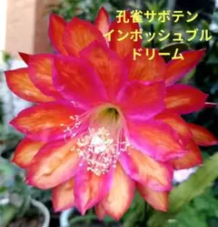 2025年最新】月下美人苗ピンクの人気アイテム - メルカリ