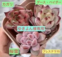 ゆきよん様 リクエスト 3点 まとめ商品