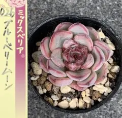 ❤️確認用❤️ミックスベリア❤️ブルーベリームーン❤️抜き苗♪✨メルカリ便✨札なし ミックスベリア ブルーベリームーン おらいさん苗 エケベリア - メルカリ