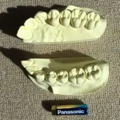 2025年最新】歯牙模型の人気アイテム - メルカリ