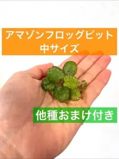 さとちゃん様 リクエスト 2点 まとめ商品