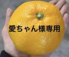 有田みかん　純宝丸　訳あり紅八朔 サイズ混合10㎏入り