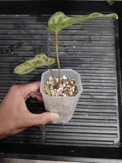 2025年最新】アンスリウムの人気アイテム - メルカリ