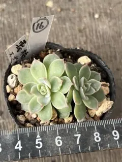 2025年最新】おらいさん苗 青札の人気アイテム - メルカリ