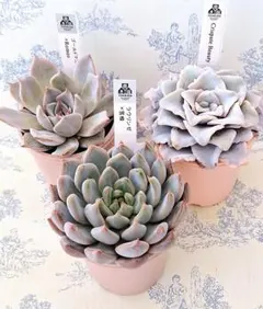 2025年最新】優木園の人気アイテム - メルカリ