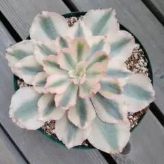 メルカリ便　フィレンツェ錦　韓国苗 多肉植物 韓国苗 フィレンツェ錦 - メルカリ