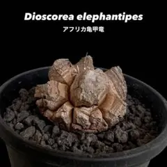 長谷川亀甲竜 良型株 - メルカリ