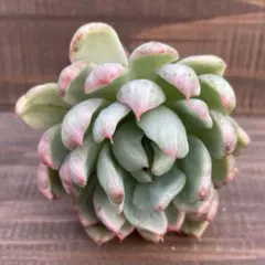 2025年最新】多肉植物 マリア錦の人気アイテム - メルカリ