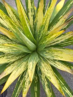 レア希少 大苗Lomandra longifolia ロマンドラロンギフォリア - メルカリ