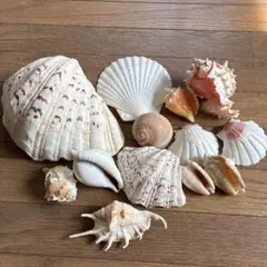 貝殻セット 13個 ハンドメイド用