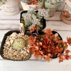 多肉　抜き苗3種類セット　ルテオヴィリデ入り