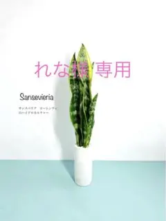 ■れな様 専用■おまとめ＆リピート購入■