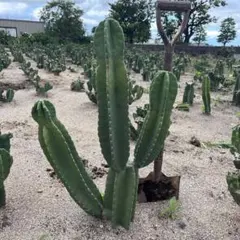 定価5万 柱サボテン 観葉植物 ドライガーデン ロストラータ サボテン