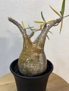 2026年最新】パキポディウム グラキリス 現地球の人気アイテム - メルカリ