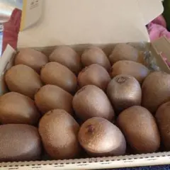 無農薬　キウイフルーツ　フルーツ