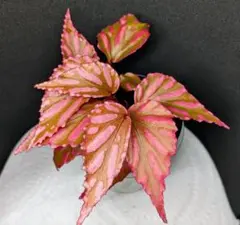 ベゴニア ジュラウ ぼっち株 ❀❀ Begonia Julau❀❀のサムネイル
