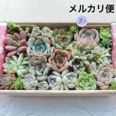 33 多肉植物　多肉弁当　詰め合わせ　寄せ植え　セット　カット苗　韓国苗　セダム