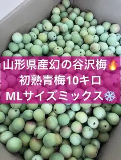 山形県産 幻の谷沢梅 青梅10キロ MLサイズ 梅シロップ カリカリ梅 梅