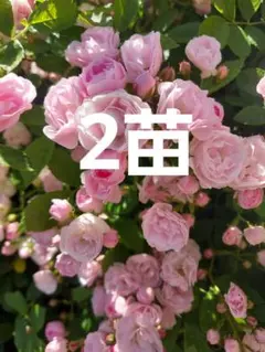 ミニつる薔薇 真珠貝2苗 ポットごと 2年苗 - メルカリ