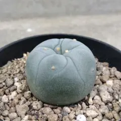 2025年最新】ロフォフォラの人気アイテム - メルカリ