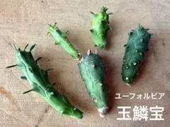 ☆お得セット☆ カット　ユーフォルビア　玉鱗宝　グロボーサのサムネイル