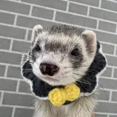 Item thumbnail for item 52efa7f1-e55a-4304-a7b0-68da87969e5f