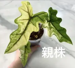 2026年最新】alocasia jacklynの人気アイテム - メルカリ