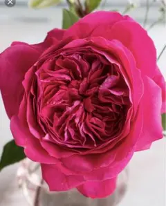 2026年最新】バラ 苗 daの人気アイテム - メルカリ