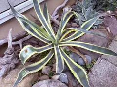 2025年最新】アガベ アメリカーナ バリエガータの人気アイテム - メルカリ